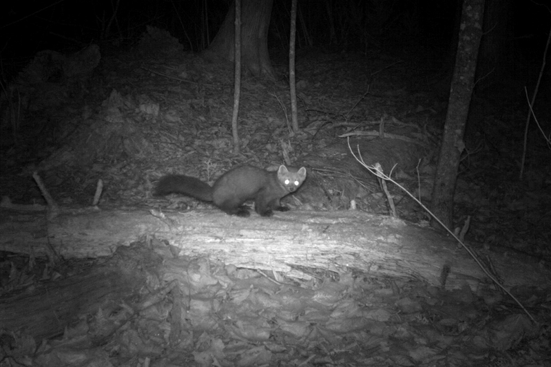 An American marten on Cat Island, Wisconsin, in 2015.